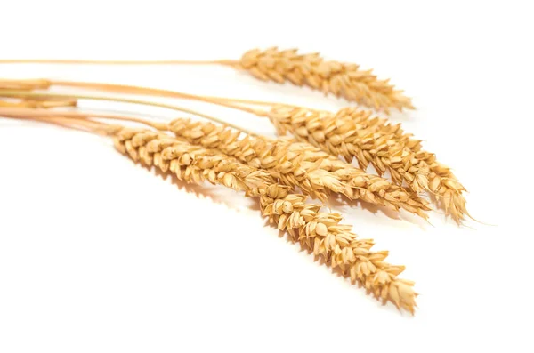 Parta zlaté pšenice, jako symbol lásky a tepla — Stock fotografie