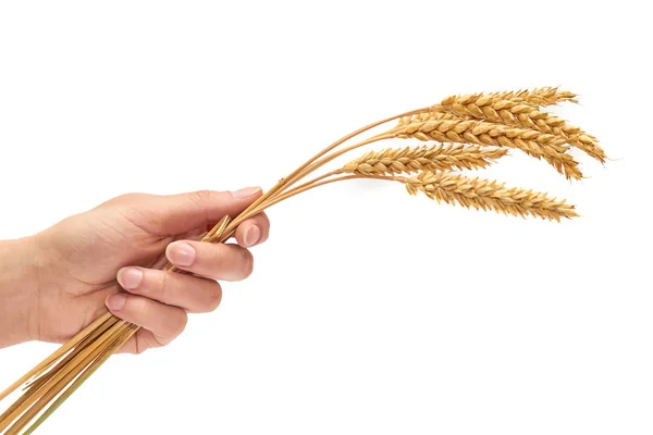 Mano femminile che tiene la spiga di grano. Il concetto di calore e prosperità — Foto Stock