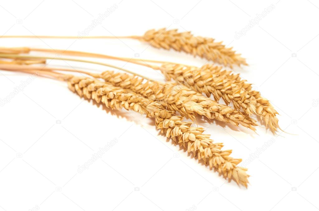 bunch of Golden wheat as a symbol of love and warmth