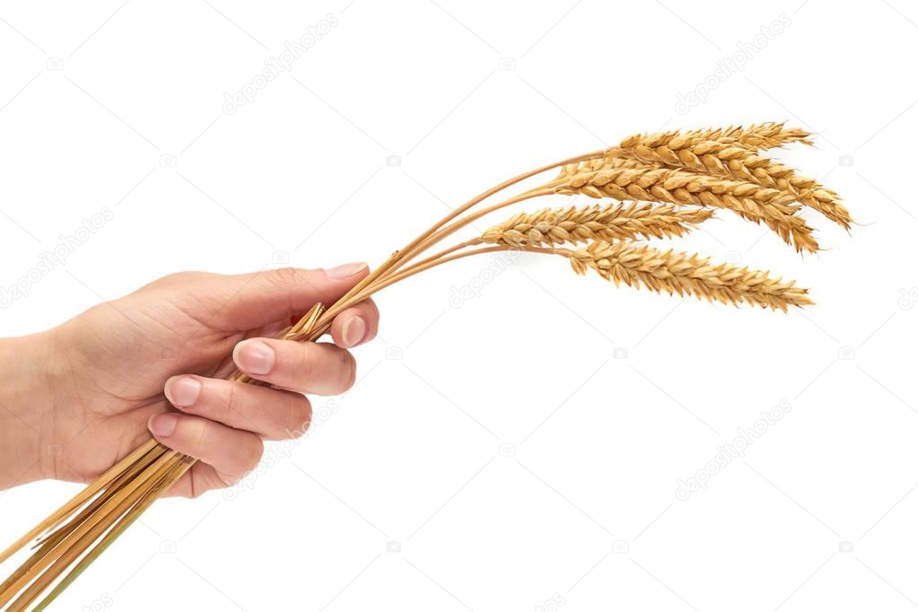 female hand holding ear of wheat. The concept of warmth and prosperity