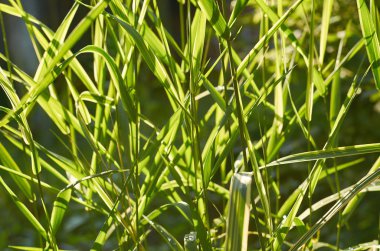 çim dokusu gündoğumu veya günbatımı güneş ışınları tarafından aydınlanmış