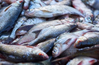 bir yığın Kazıklı balık büyük yakalamak