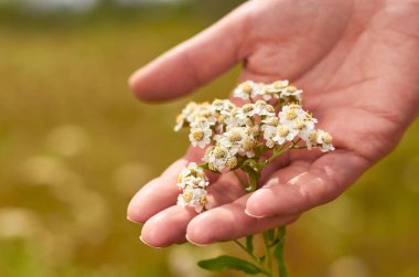 Kadının el dokunmatik buket papatya gündoğumu veya günbatımı. Kırsal ve doğal kavramı, alternatif tıp