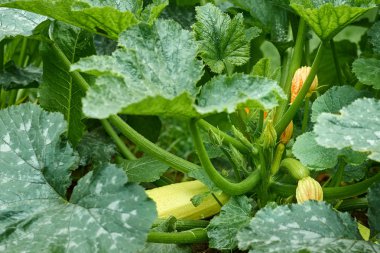 Kabak bush yerde yetişen ve portakal çiçekleri ile çiçek açar