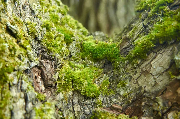 Mech na strom, přírodní macrophoto, stromová kůra — Stock fotografie