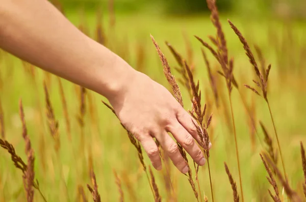 Ženská ruka klepněte na pole trávy a klásky při západu slunce nebo východu slunce. Koncept venkova a přírodních — Stock fotografie