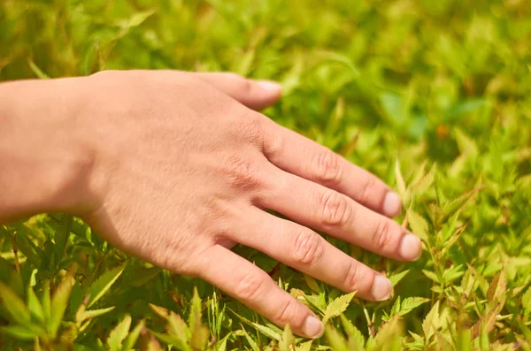 La mano de la mujer toca la hierba del campo y las espiguillas al atardecer o al amanecer. Concepto rural y natural — Foto de Stock