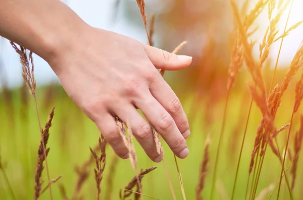 Woman's hand touch field grass and spikelets at sunset or sunrise. Rural and natural concept Royalty Free Stock Photos
