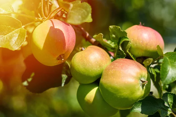 Φρέσκα κόκκινα μήλα πάνω σε κλαδί του δέντρου μεγαλώνει στον ήλιο. Έννοια ύπαιθρος και φύση — Φωτογραφία Αρχείου
