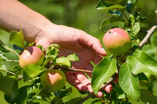 Γυναίκα χέρι μεγάλωσε και πιάσε φρέσκο κόκκινο μήλο από το δέντρο. Έννοια αγροτικής και υγεία — Φωτογραφία Αρχείου