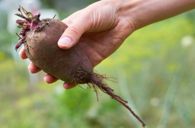 Kırmızı pancar bahçeden aldım onu kızın elinde duruyor. Kırsal yaşam ve organik gıda kavramı