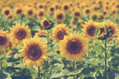 Büyük bir güneş ayçiçeği tarlası. Bir yemek yeme ekimi ve hayvanlar için yem. Güneş çiçek