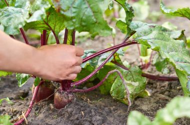Kız el Bahçe kırmızı pancar çeker. Gıda üretimi, ağır iş, kırsal yaşam kavramı