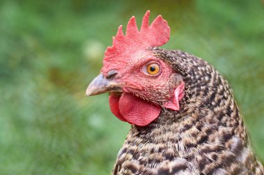 Kırsal ev tavuk. Büyüyen ağır kırsal çalışma.