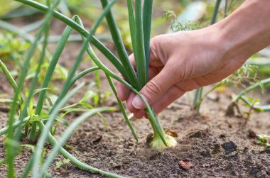 Kız el Bahçe soğan çeker. Gıda üretimi, ağır iş, kırsal yaşam kavramı