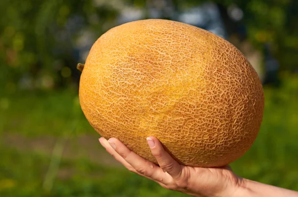 O melão laranja está nas mãos da rapariga que a tirou do jardim. O conceito de vida rural e alimentos orgânicos — Fotografia de Stock