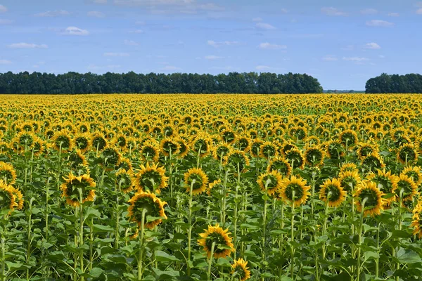 A large field of solar sunflowers. Cultivation of eating a meal and feed for animals. Solar flower