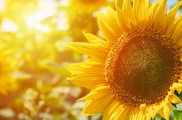 Ein großes gelbes Sonnenblumen-Makrofoto. Nahrungsmittelproduktion, ländliches Leben — Stockfoto