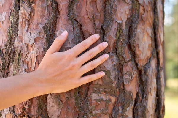 Ręka dziewczyna przytula drzewa w parku lub lasu. Pojęcie jedności z naturą — Zdjęcie stockowe