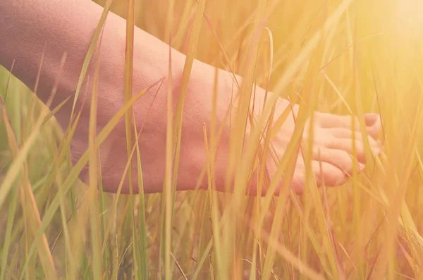 Beautiful women's leg in the grass on the field, in the rays of sunset. The concept of unity with nature, sunlight