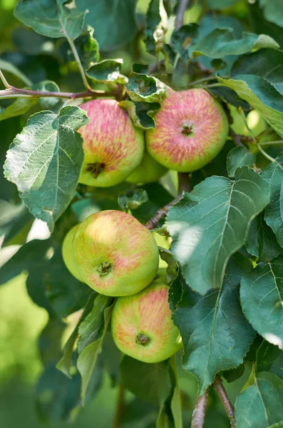 Ώριμα και ζουμερά κόκκινα πράσινα μήλα στο δέντρο. Ζωή της χώρας, δώρα της φύσης — Φωτογραφία Αρχείου