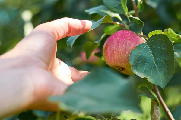Κορίτσι χέρι μαδά ώριμο μήλο από ένα δέντρο. Η έννοια του φρέσκα φρούτα και τα δώρα της φύσης. — Φωτογραφία Αρχείου