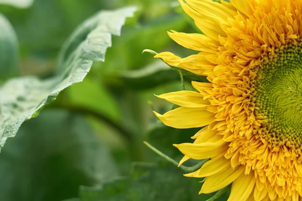 Ein großes gelbes Sonnenblumen-Makrofoto. Nahrungsmittelproduktion, ländliches Leben — Stockfoto