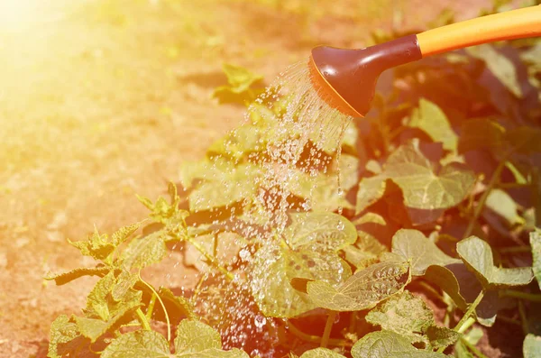 Innaffiare il giardino dall'innaffiamento. Il concetto di vita rurale e duro lavoro su un letto — Foto Stock