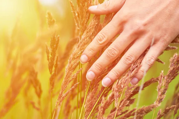 Girl strokes field cones of plants. The concept of unity with nature and caring about the world, sunlight Stock Photo