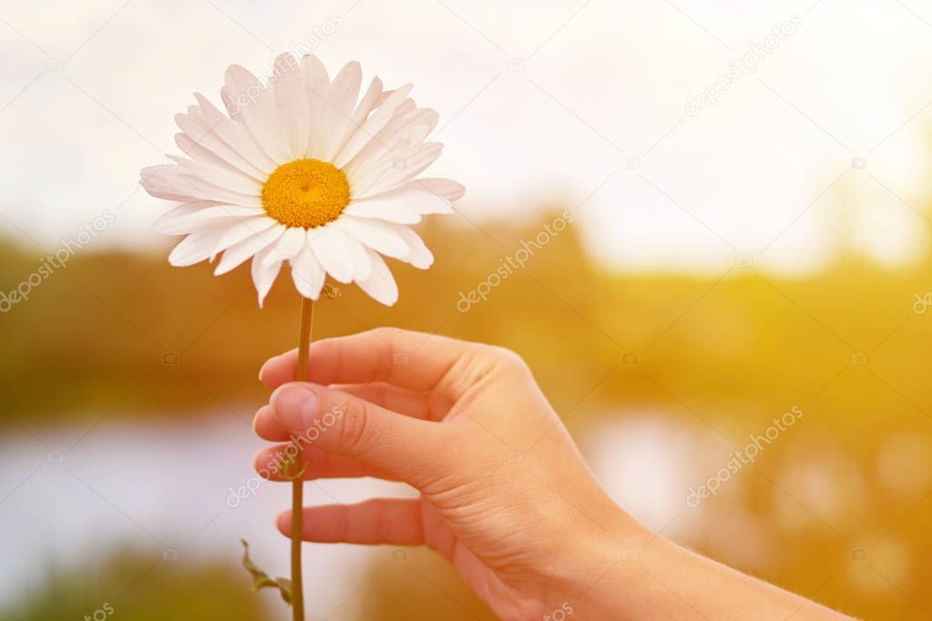 a girl holds chamomile in hand. Big white Daisy with yellow world-renowned place. Health and beauty concept