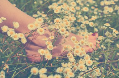 Papatyalar alanında günbatımı ışınlarının güzel kadınların bacak. Doğa ile birlik kavramı