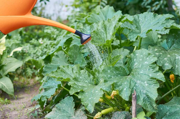 Innaffiare il giardino dall'innaffiamento. Il concetto di vita rurale e duro lavoro su un letto — Foto Stock