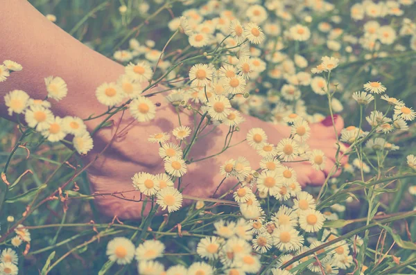 Papatyalar alanında günbatımı ışınlarının güzel kadınların bacak. Doğa ile birlik kavramı