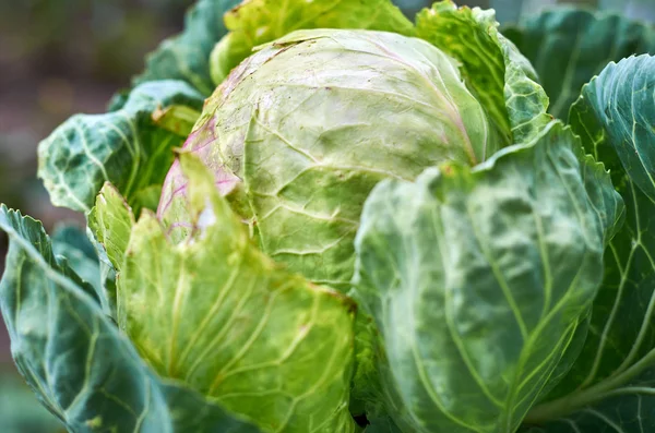 Grünkohl auf dem Beet — Stockfoto