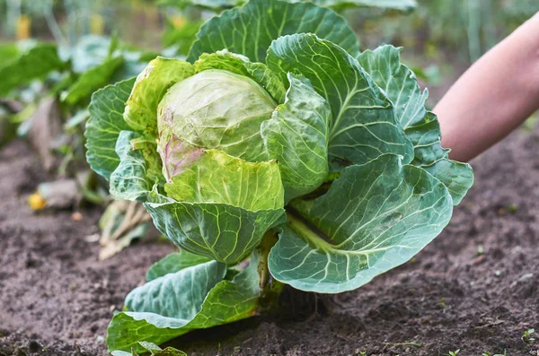 Grünkohl auf dem Beet — Stockfoto