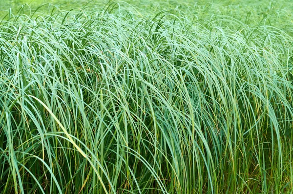 Vysoké zelené trávě. Pozadí přírody — Stock fotografie