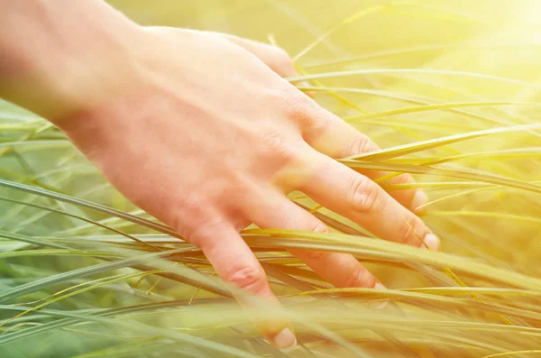 Κορίτσι χέρι χαϊδεύοντας άγρια φυτά. Η έννοια της ενότητας με τη φύση, καθαρότητα της ζωής — Φωτογραφία Αρχείου