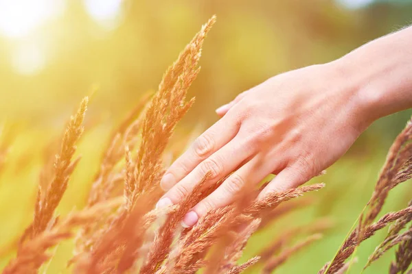 Dziewczyna ręką gładząc dzikich roślin. Pojęcie jedności z naturą, czystość życia — Zdjęcie stockowe