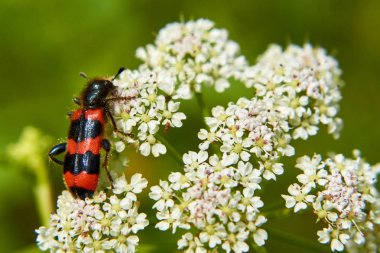 Siyah ve kırmızı beetle beyaz çiçekler üzerinde oturur