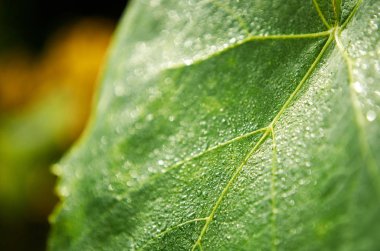 Yeşil yeşillik üzerinde çiğ. Sabah erken