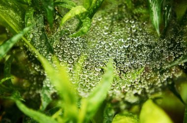 Çiğ web üzerinde. Yeşil yeşillik