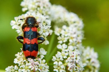 Siyah ve kırmızı beetle beyaz çiçekler üzerinde oturur