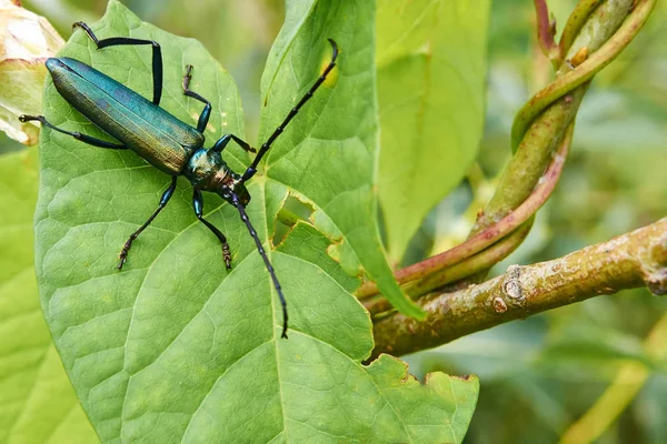 Big green beetle on green foliage in a forest