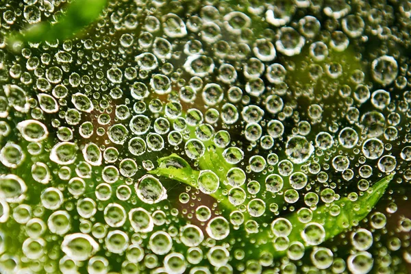 Çiğ web üzerinde. Yeşil yeşillik