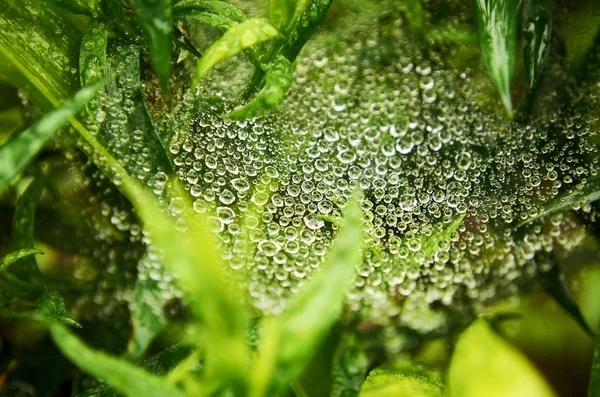 Çiğ web üzerinde. Yeşil yeşillik