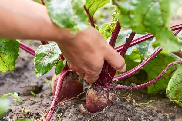 The girl pulls the young red beet from the garden with her hand. Concept of rural life and domestic vegetables