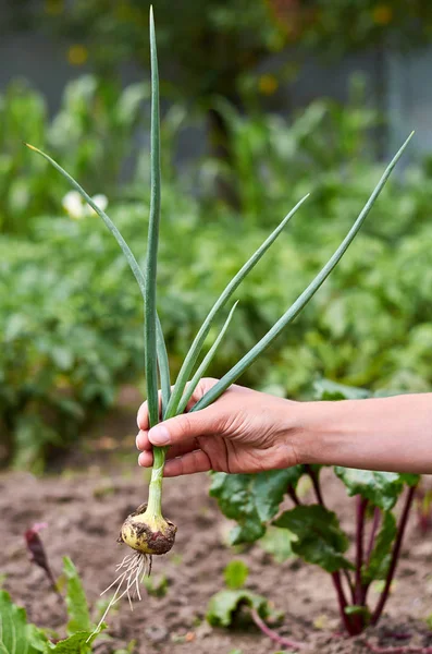 Дівчина своєю рукою витягнула з саду молоду зелену цибулю. Концепція сільського життя та домашніх овочів — стокове фото