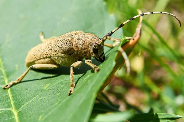 Beigefarbener großer Käfer mit langem Schnurrbart sitzt im Wald — Stockfoto