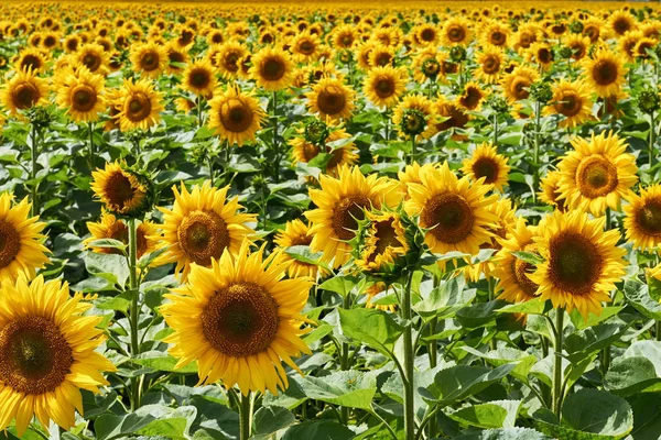 Mesafe içine bırakarak parlak ayçiçeği tarlası. Doğa arka plan