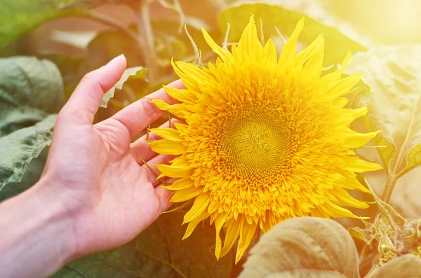 Umarmt das Mädchen mit den Händen die sonnige Sonnenblume. das Konzept des heimischen Anbaus, die Einheit mit der Natur, die Gaben der Natur — Stockfoto
